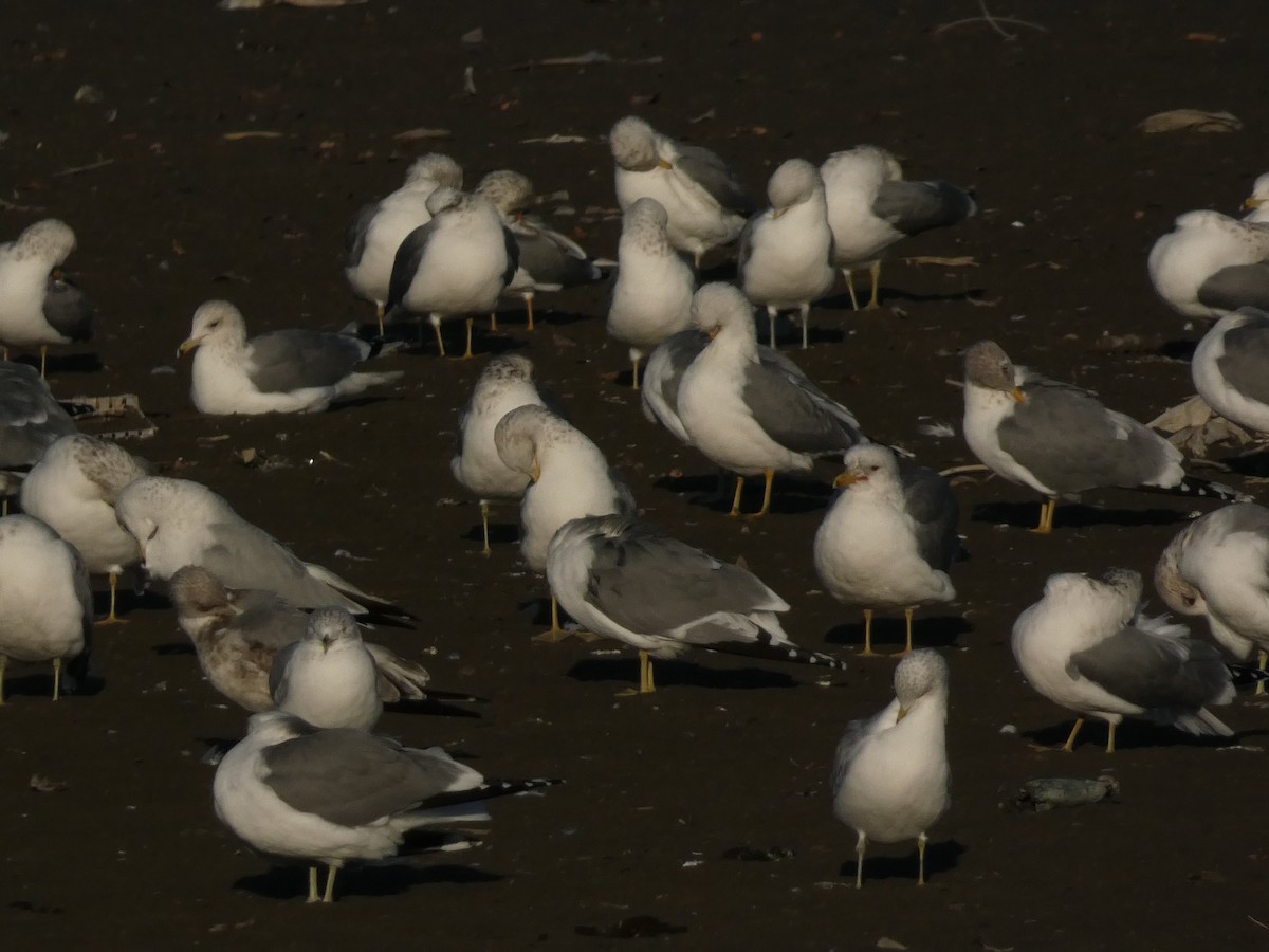 Kalifornienmöwe - ML648010768