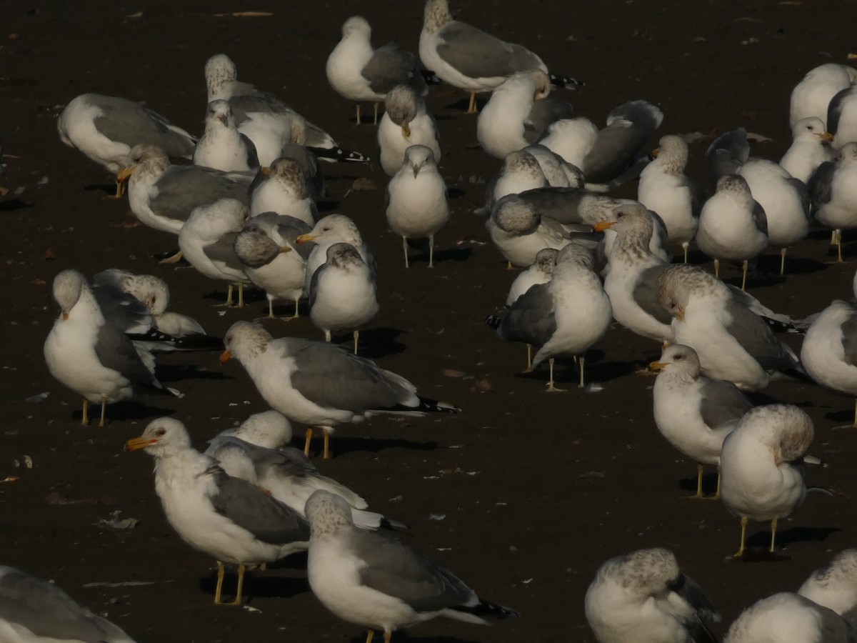 Kalifornienmöwe - ML648010769