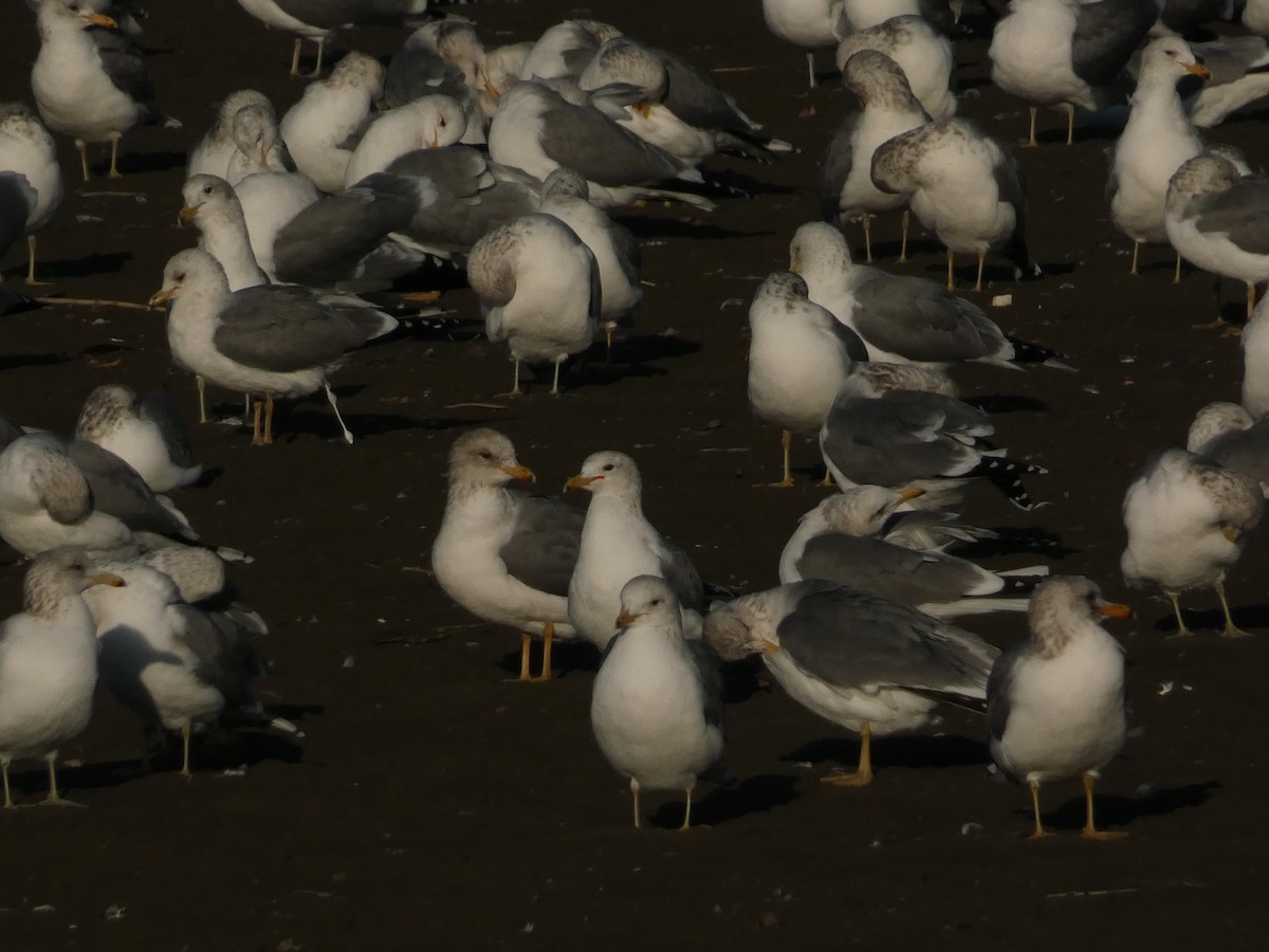 Kalifornienmöwe - ML648010770