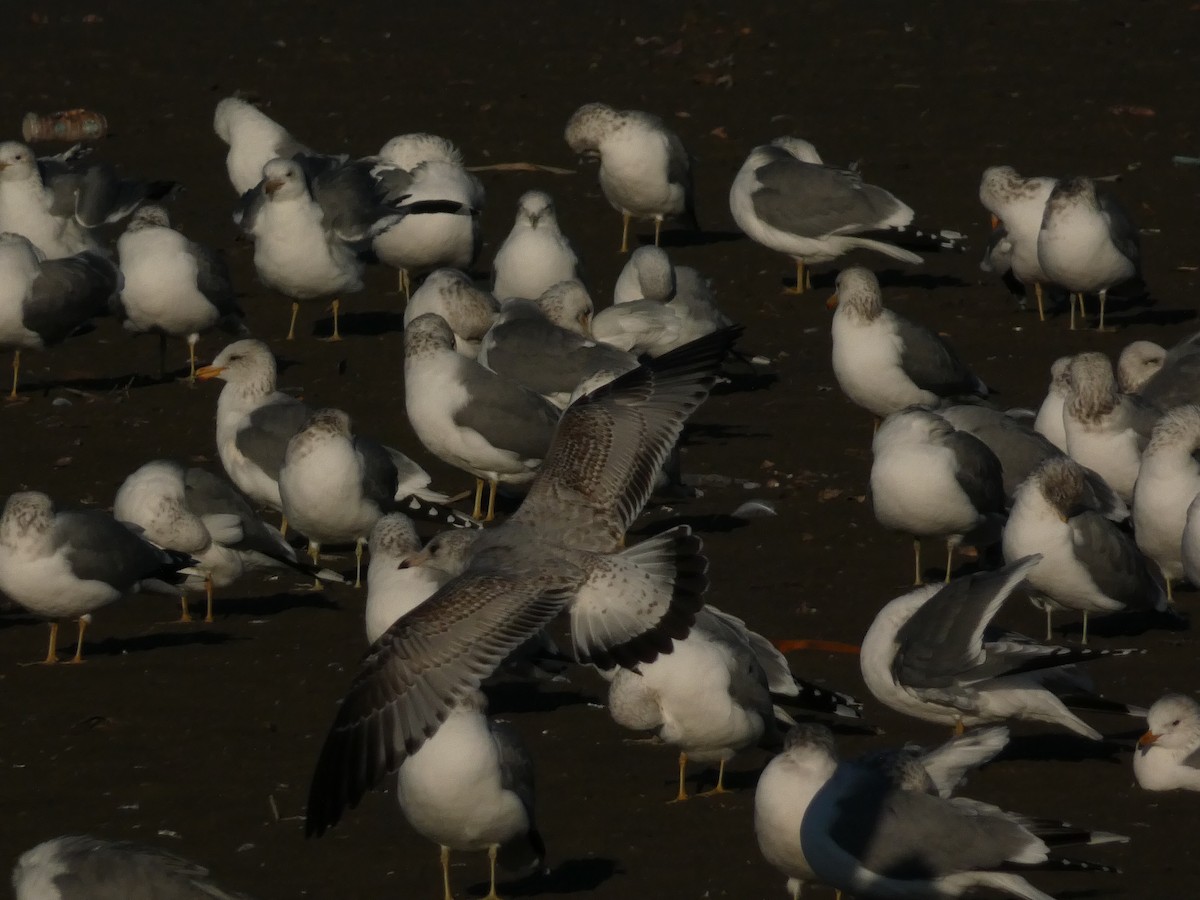 Kalifornienmöwe - ML648010771