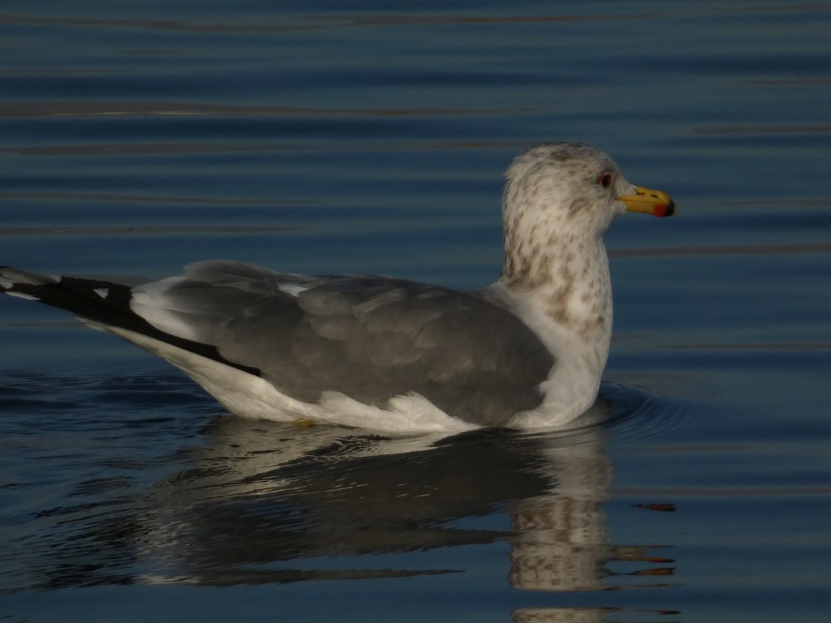 Kalifornienmöwe - ML648010772