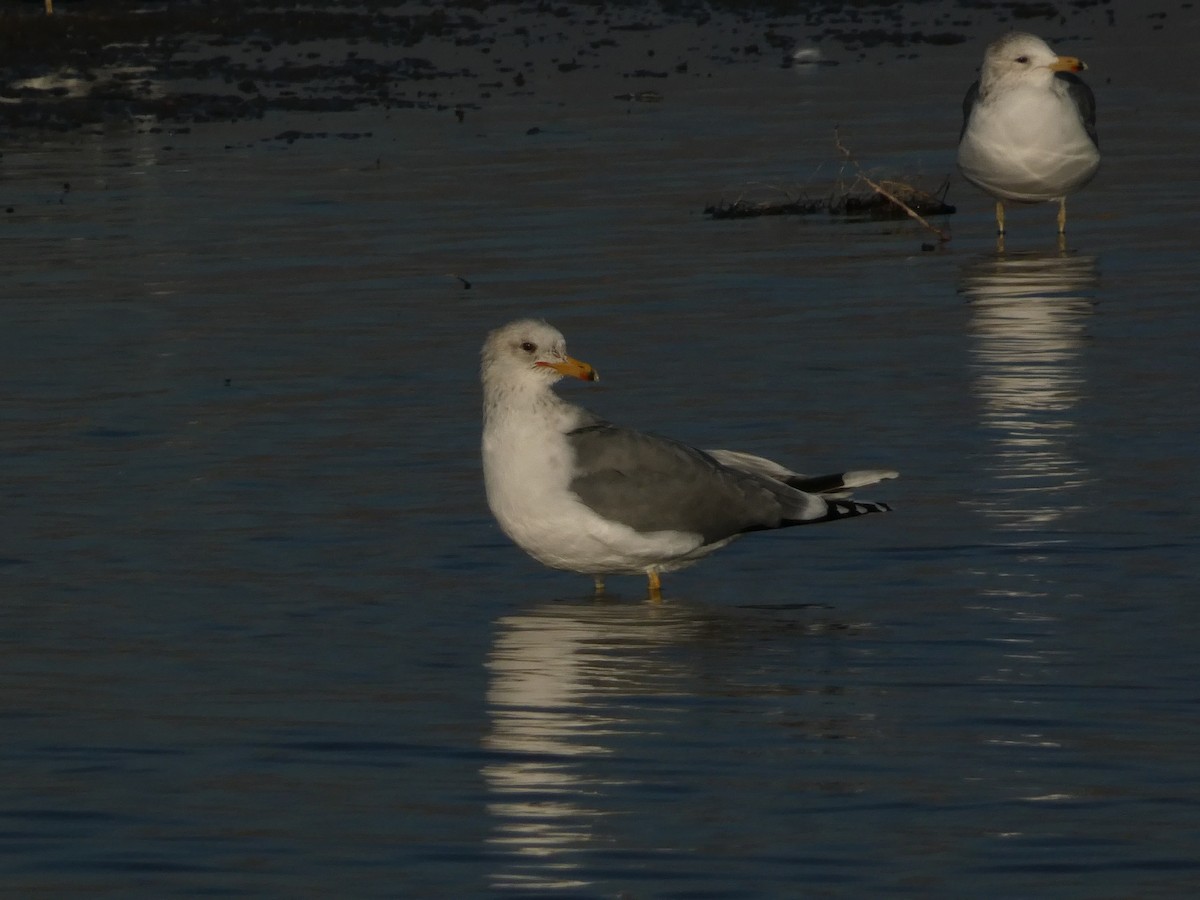 Kalifornienmöwe - ML648010773