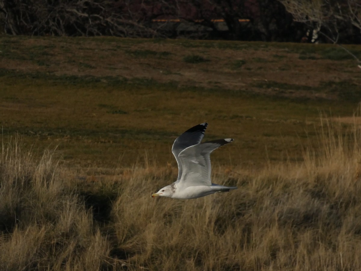 Kalifornienmöwe - ML648010774