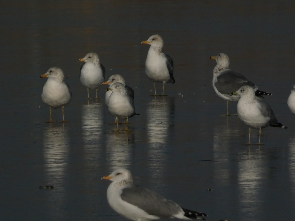 Kalifornienmöwe - ML648010775