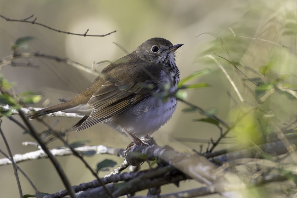 Zorzalito Colirrufo - ML648011098