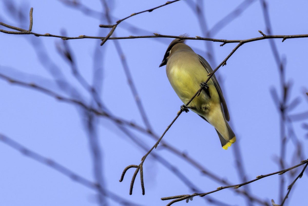 Ampelis Americano - ML648011123