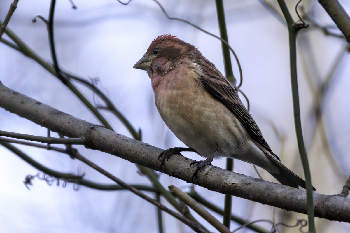 Camachuelo Purpúreo - ML648011135