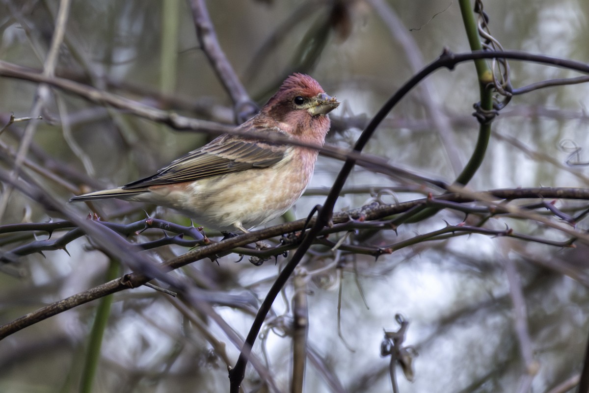 Camachuelo Purpúreo - ML648011136