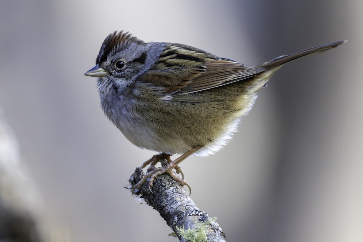 Chingolo Pantanero - ML648011158