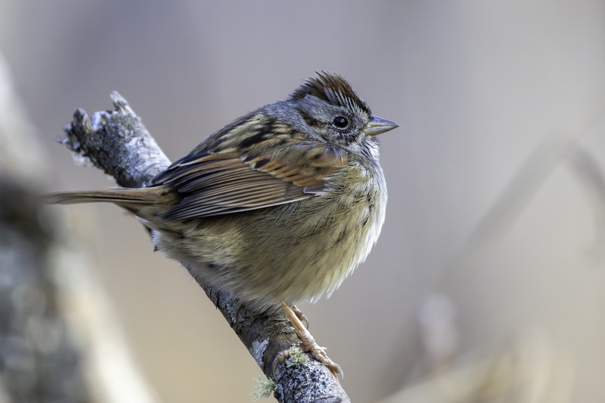 Chingolo Pantanero - ML648011159