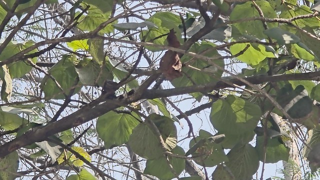 budníček žlutavý - ML648013745