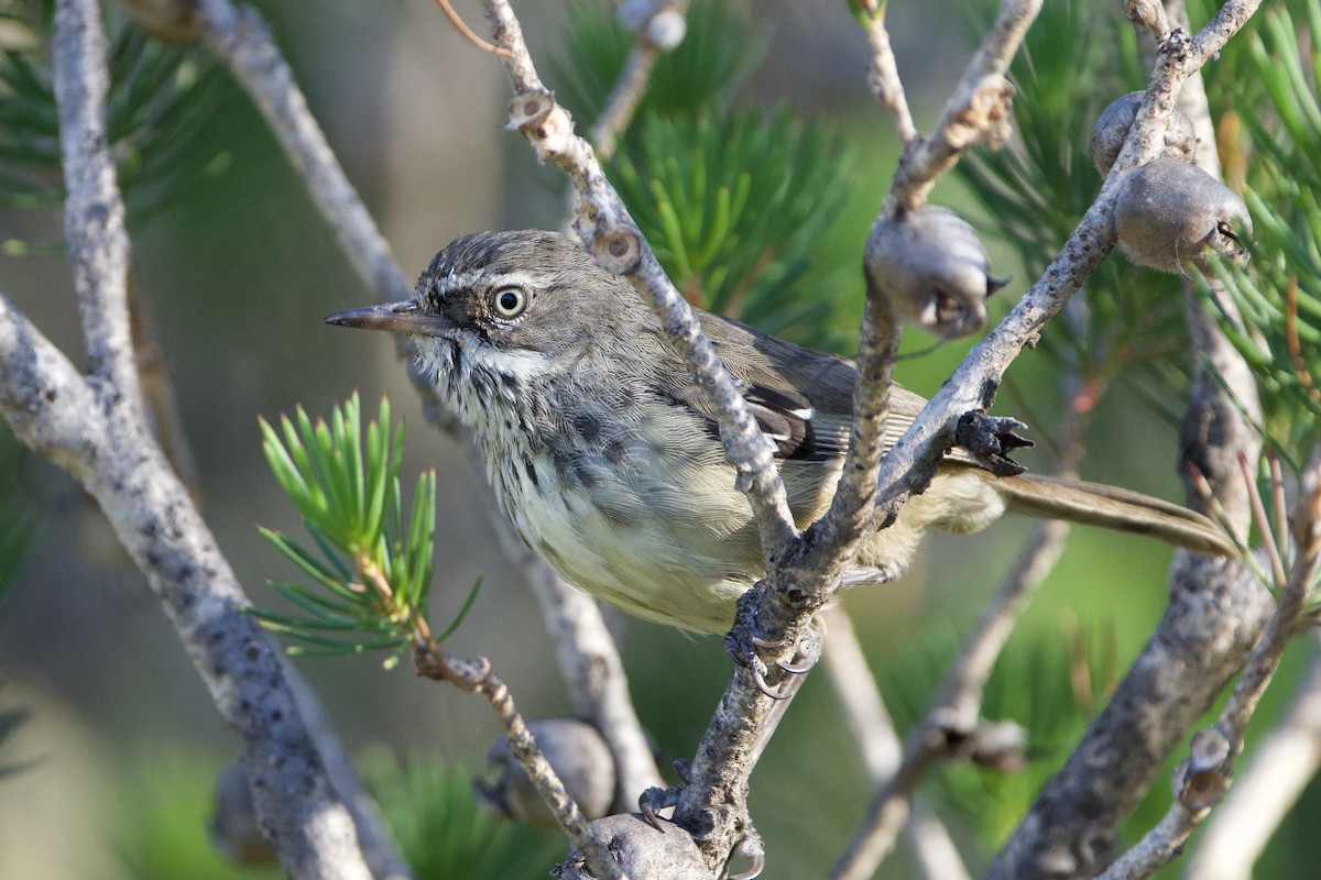Spotted Scrubwren - ML648014210