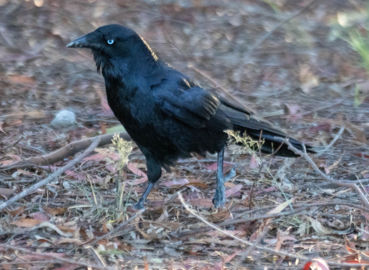 Little Raven - ML648016045