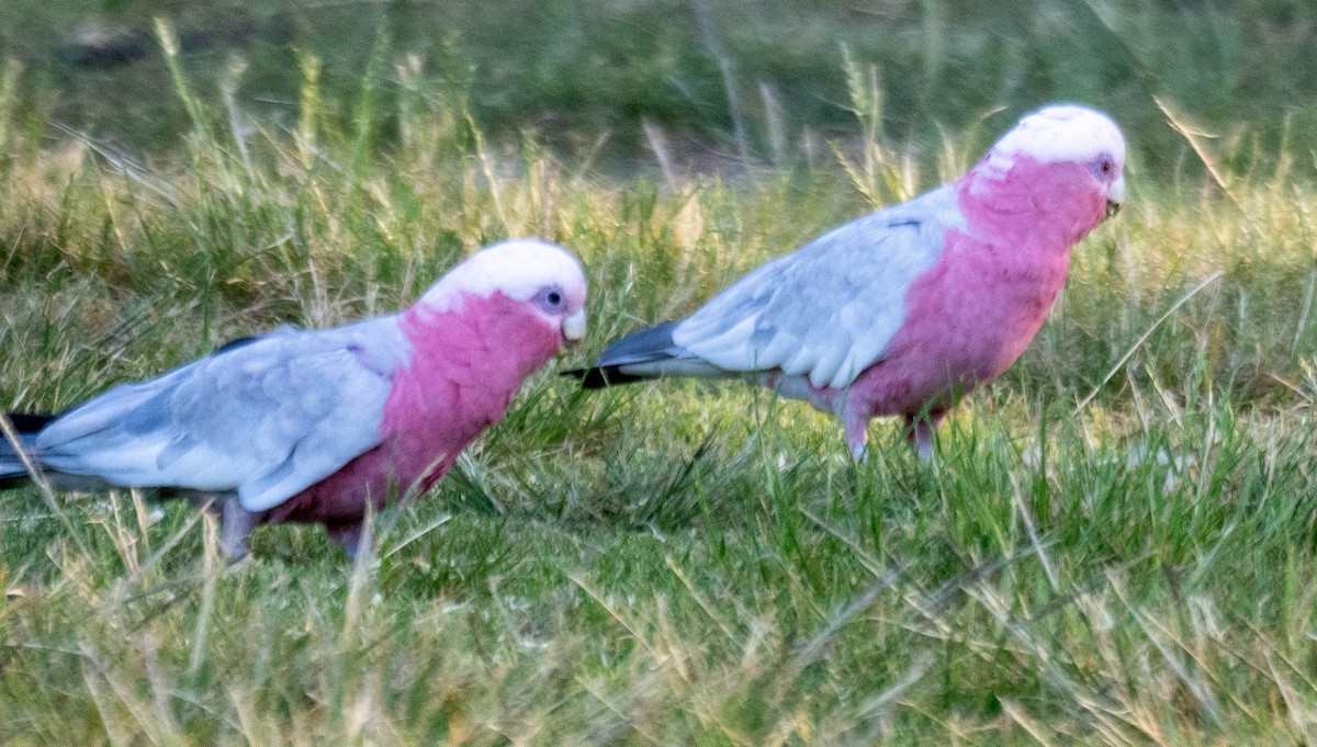 גלאה - ML648016113