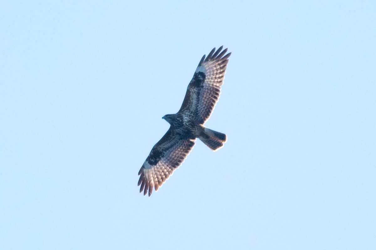 Mäusebussard (Falkenbussard) - ML648016340