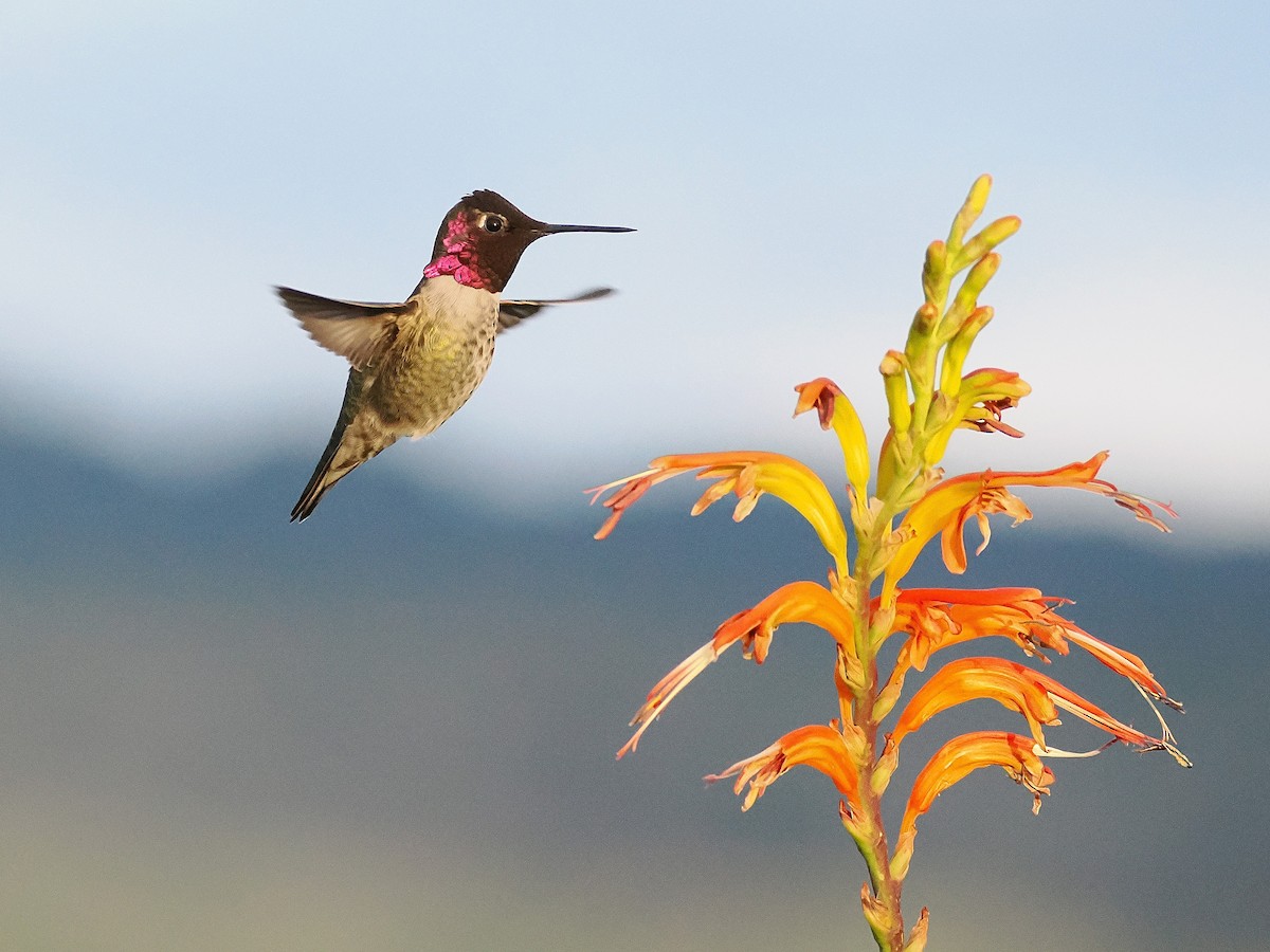 アンナハチドリ - ML648016437