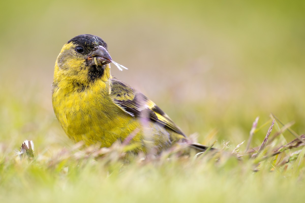 Black-chinned Siskin - Birder sp.