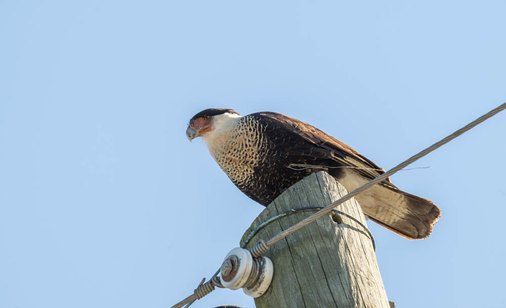 karančo jižní (ssp. cheriway) - ML648017036