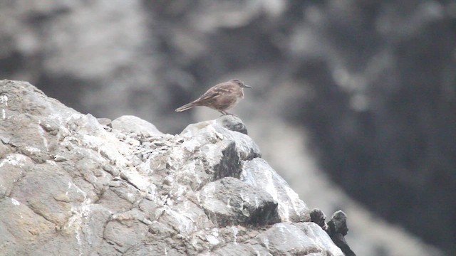 Felsuferwipper - ML648018172