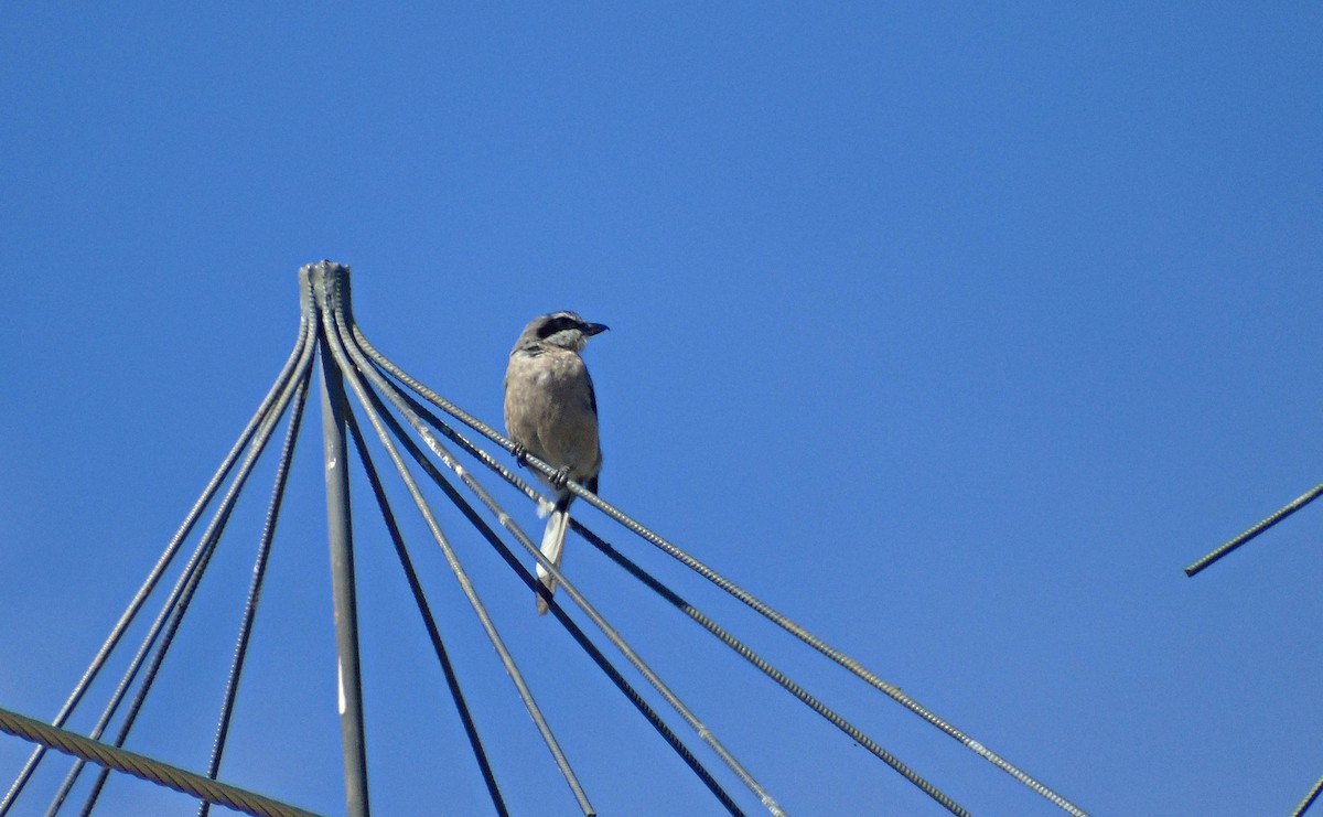 Iberian Gray Shrike - ML64801831