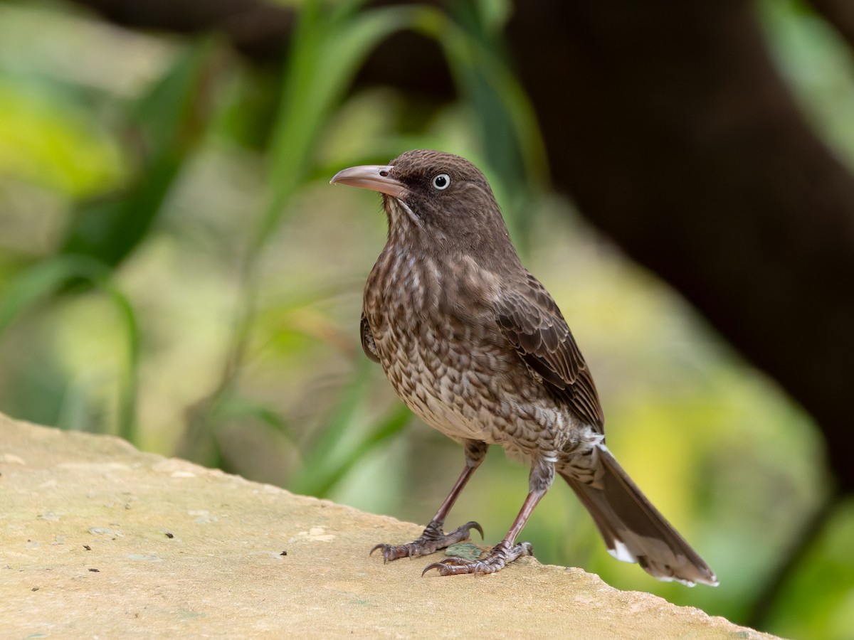 drozdec karibský - ML648018602