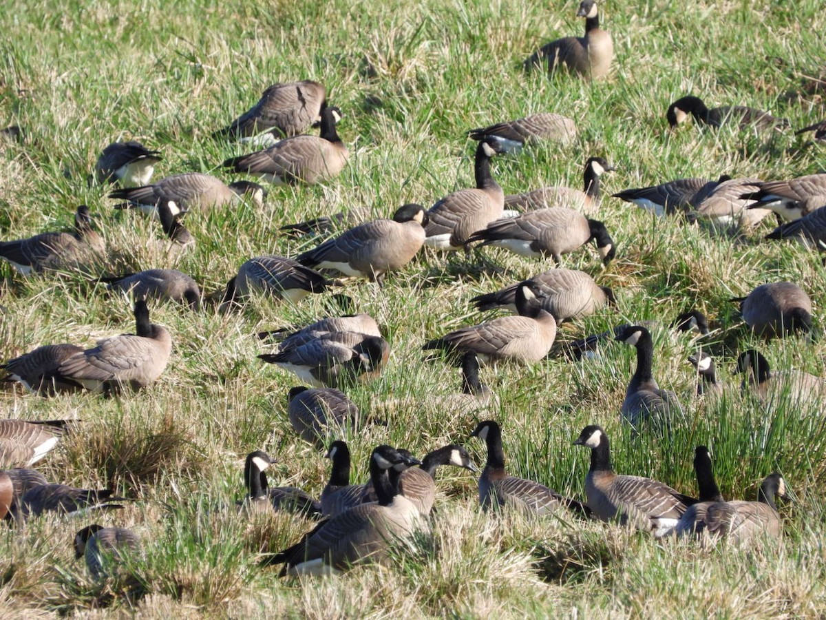 Zwergkanadagans (taverneri) - ML648020319