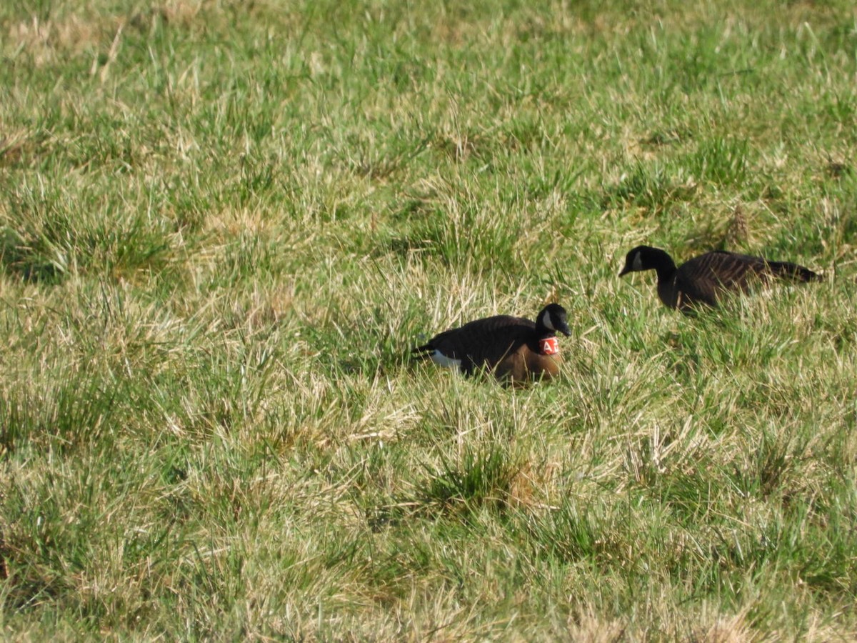 Kanadagans (occidentalis/fulva) - ML648020340