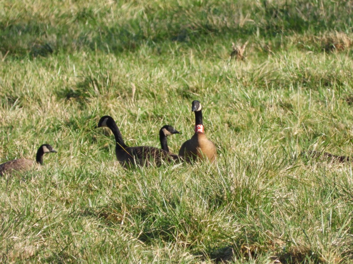 Kanadagans (occidentalis/fulva) - ML648020341