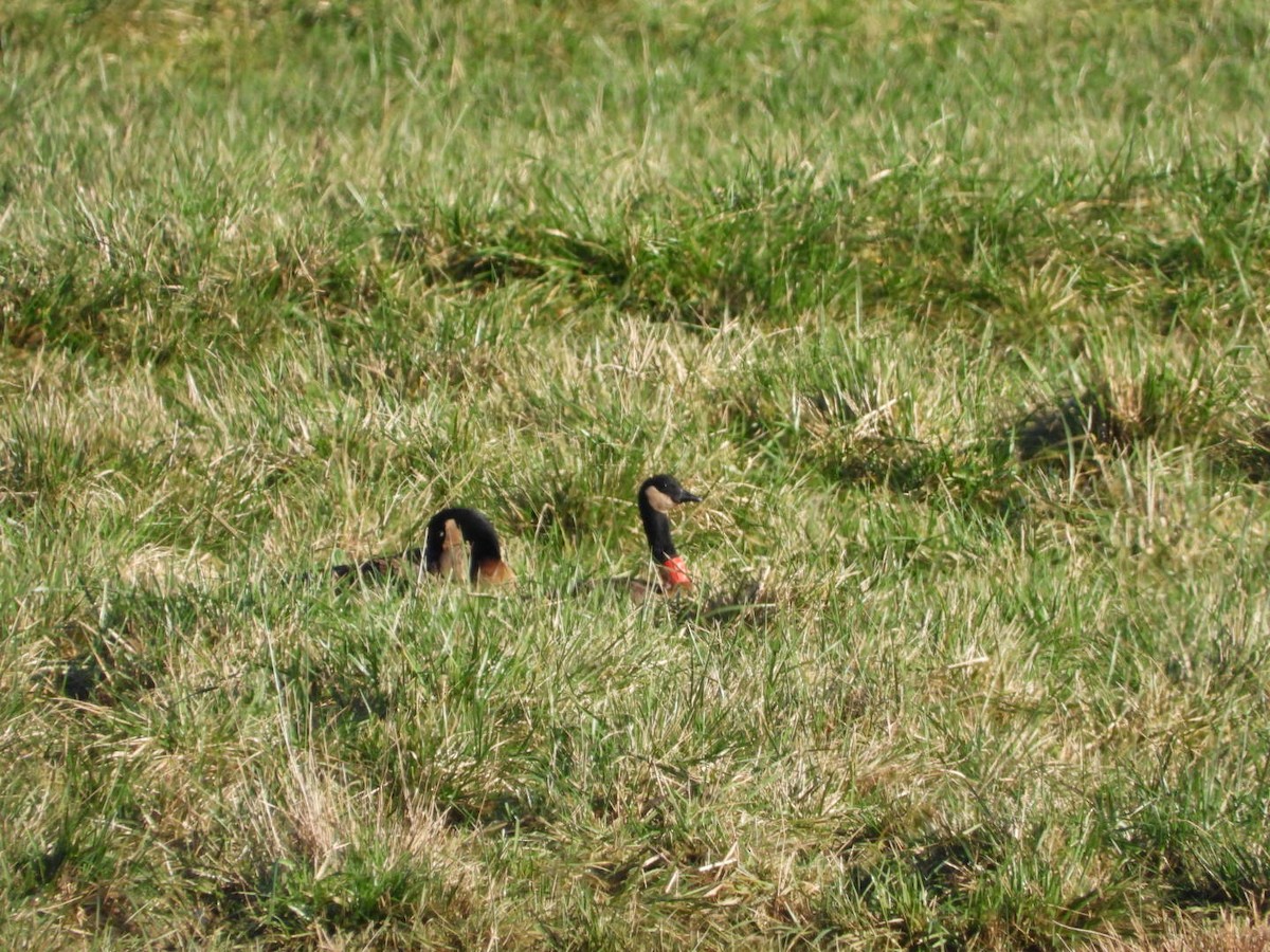 Kanadagans (occidentalis/fulva) - ML648020342