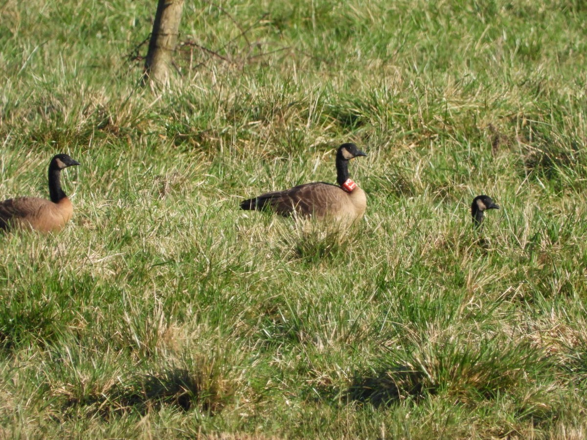 Kanadagans (occidentalis/fulva) - ML648020344