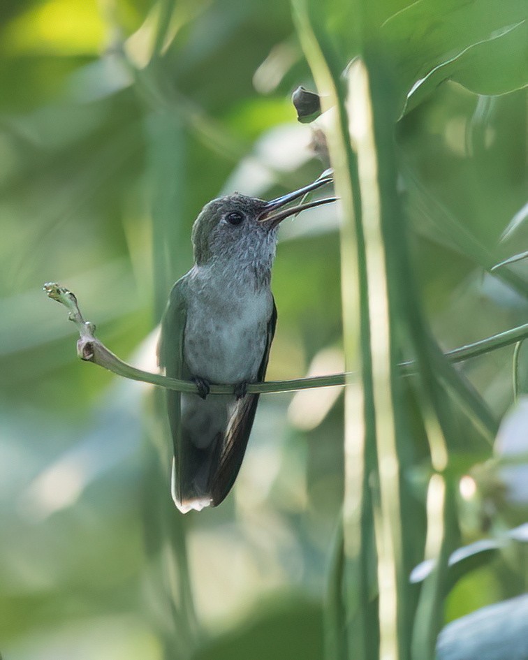 Colibri à queue verte - ML648020455