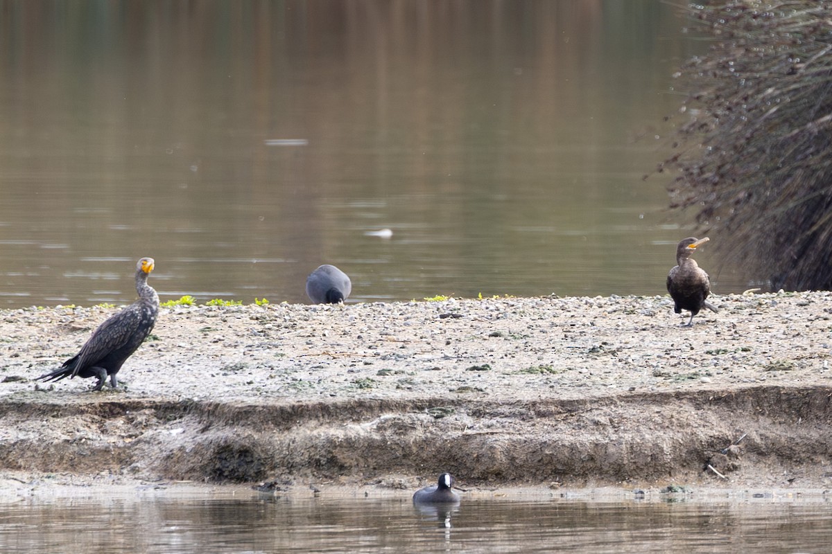 Neotropic Cormorant - ML648020523
