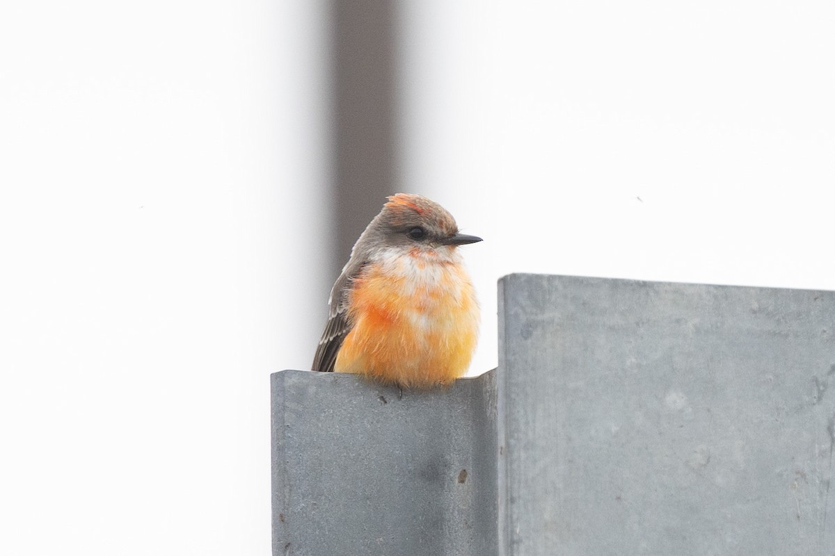 Vermilion Flycatcher - ML648020571