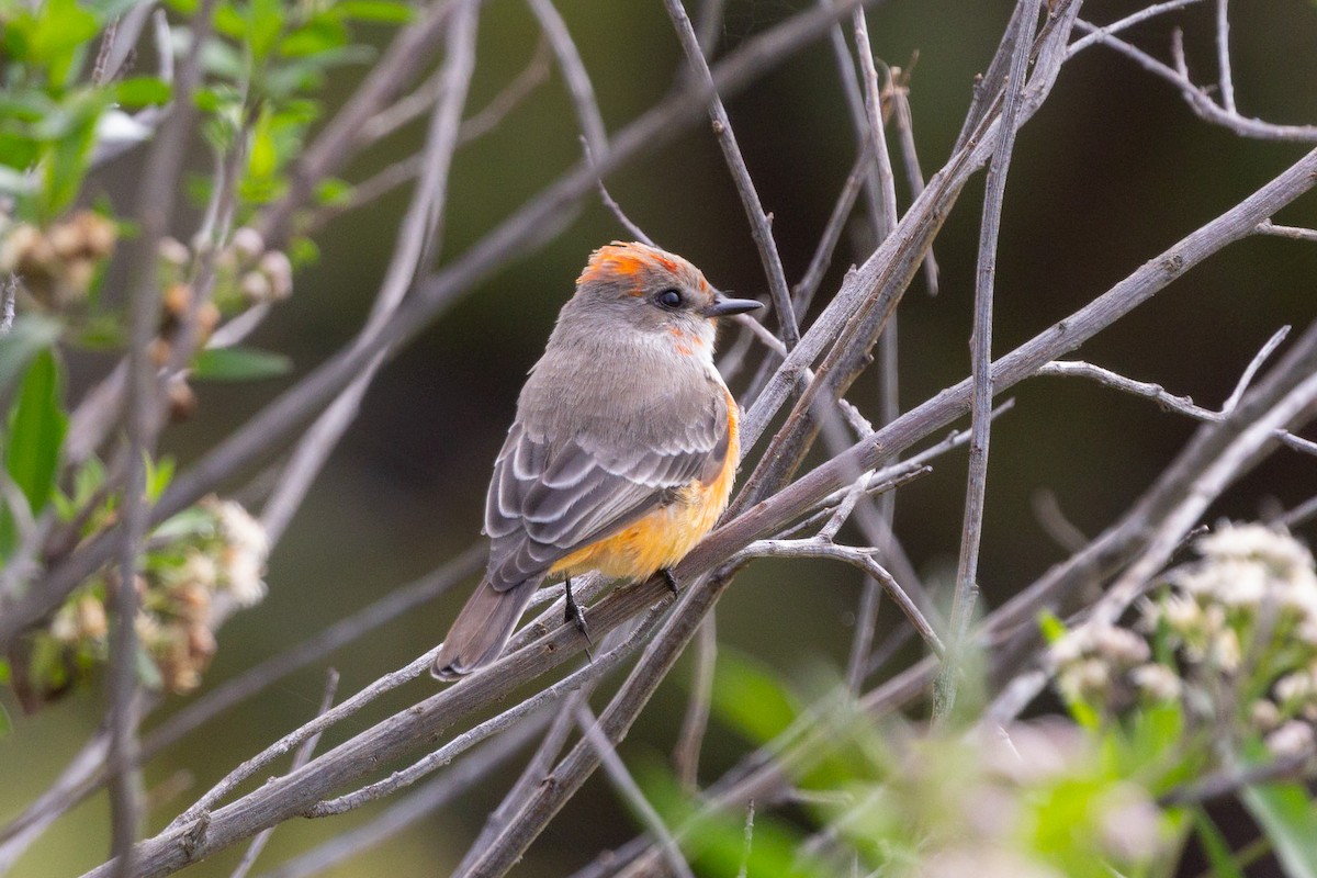 Vermilion Flycatcher - ML648020572
