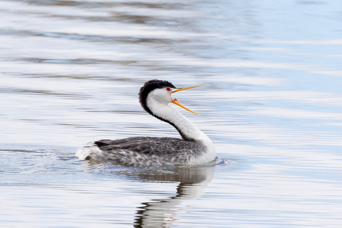 Clark's Grebe - ML648020577