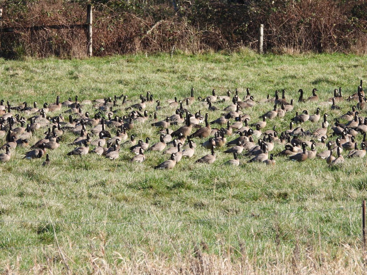 Zwergkanadagans (leucopareia) - ML648020657