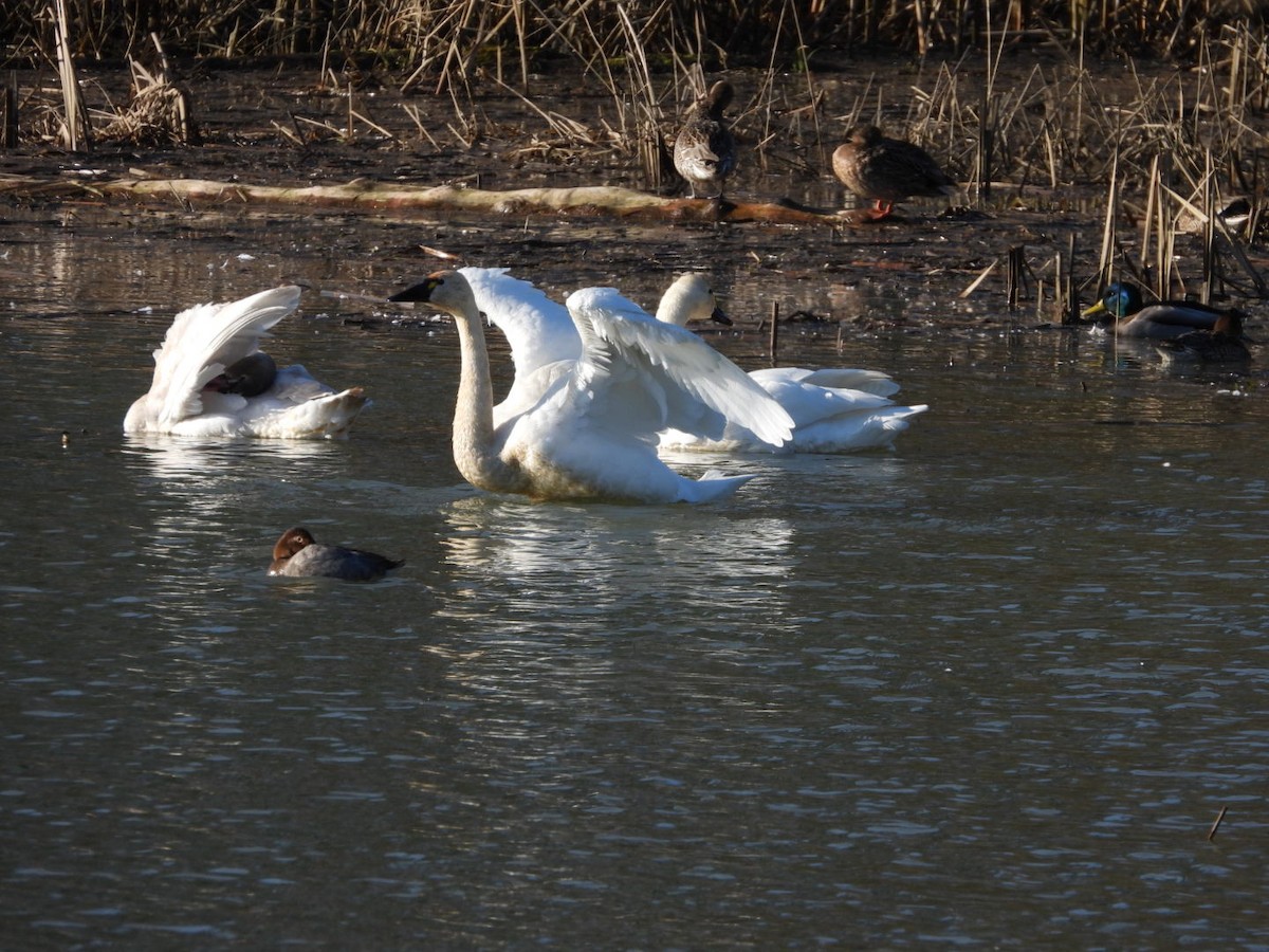 Zwergschwan - ML648020845