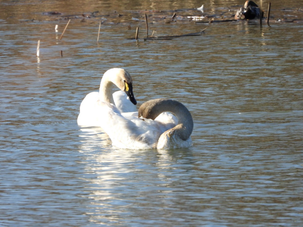 Zwergschwan - ML648020846