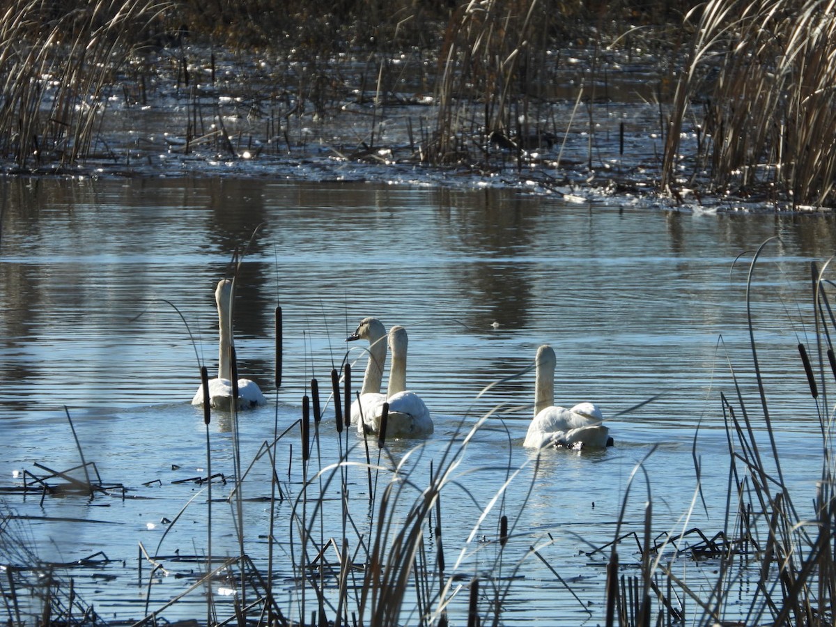 Zwergschwan - ML648020847