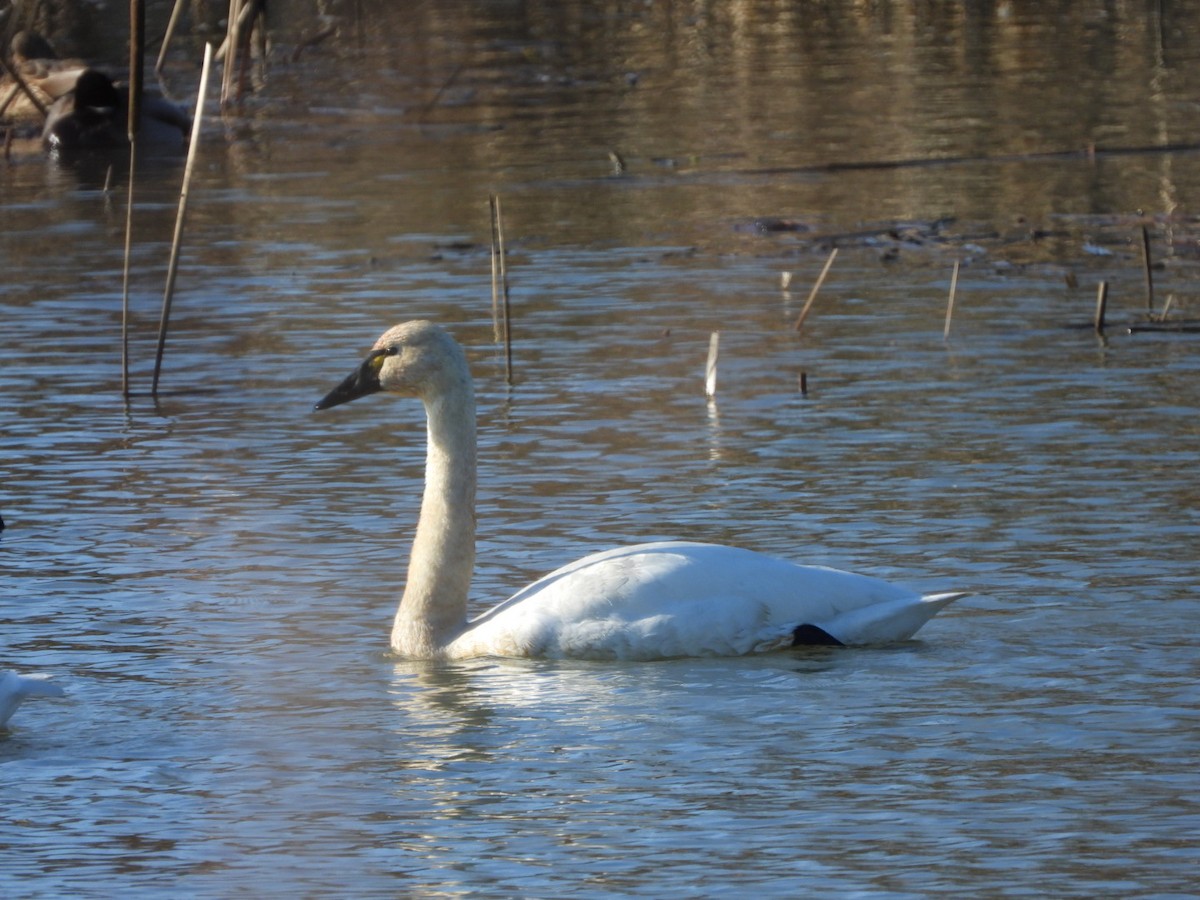 Zwergschwan - ML648020849