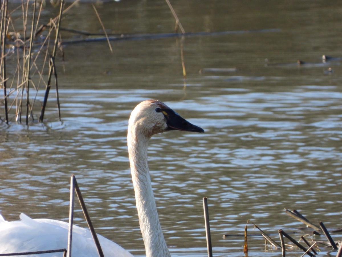 Zwergschwan - ML648020850