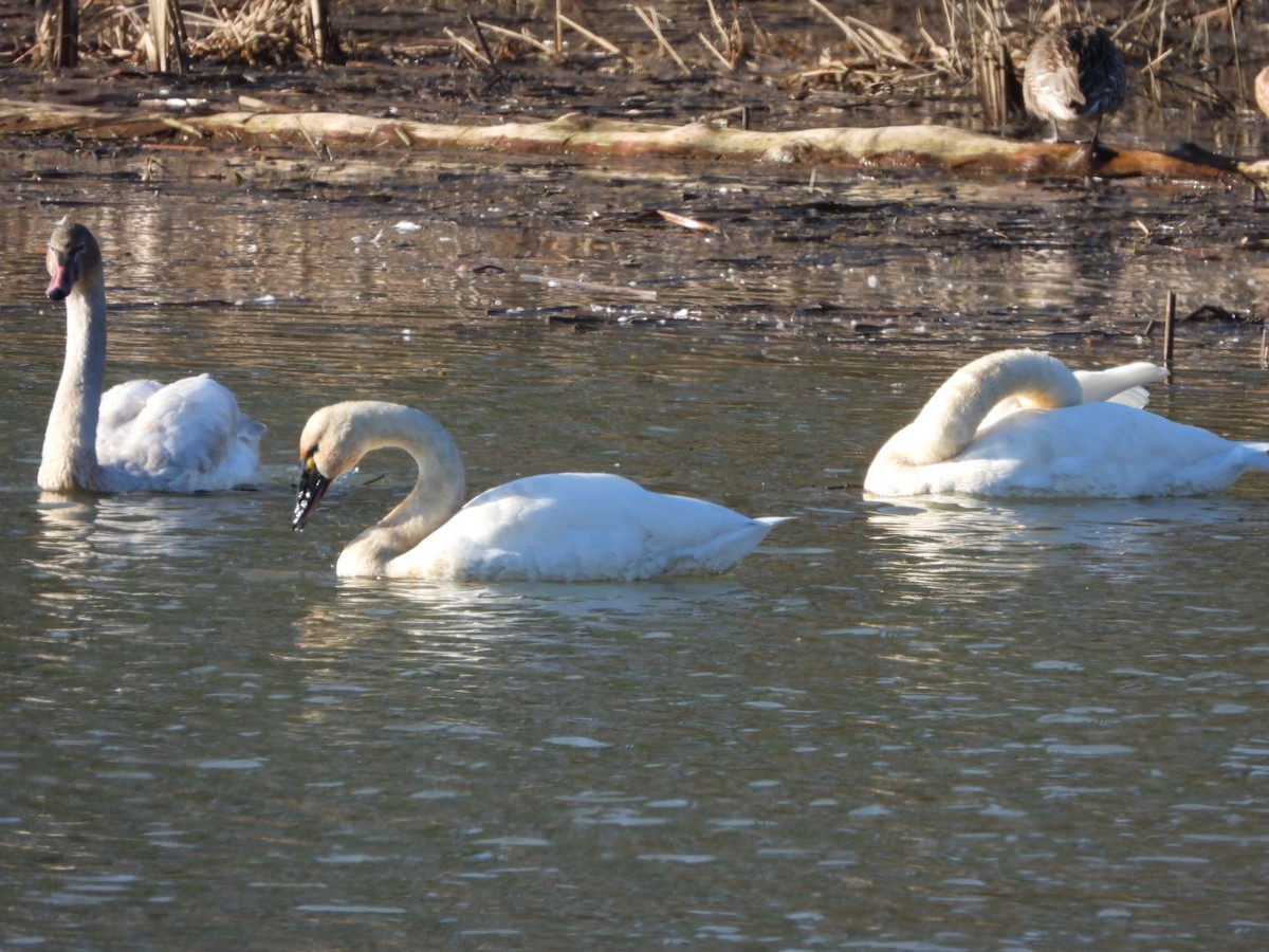 Zwergschwan - ML648020851