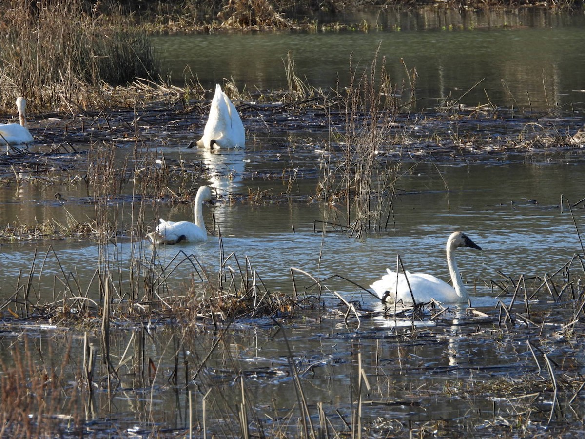 Zwergschwan - ML648020852