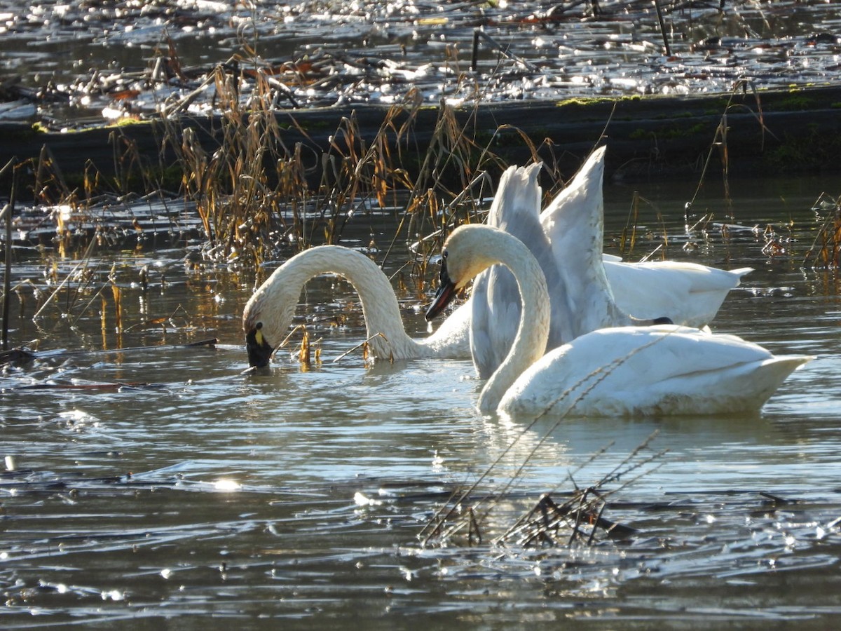 Zwergschwan - ML648020853