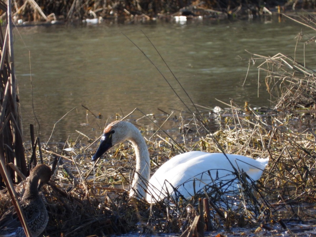 Zwergschwan - ML648020854