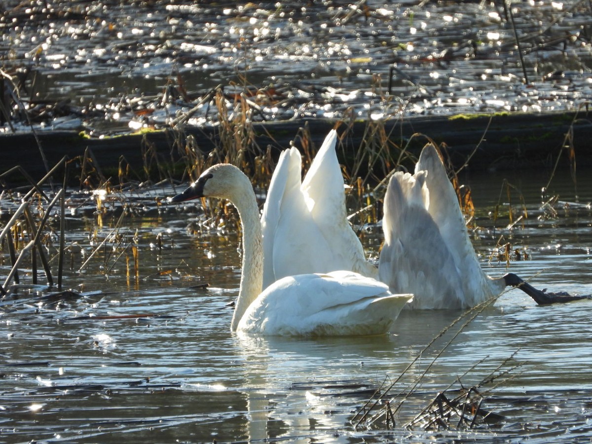 Zwergschwan - ML648020855