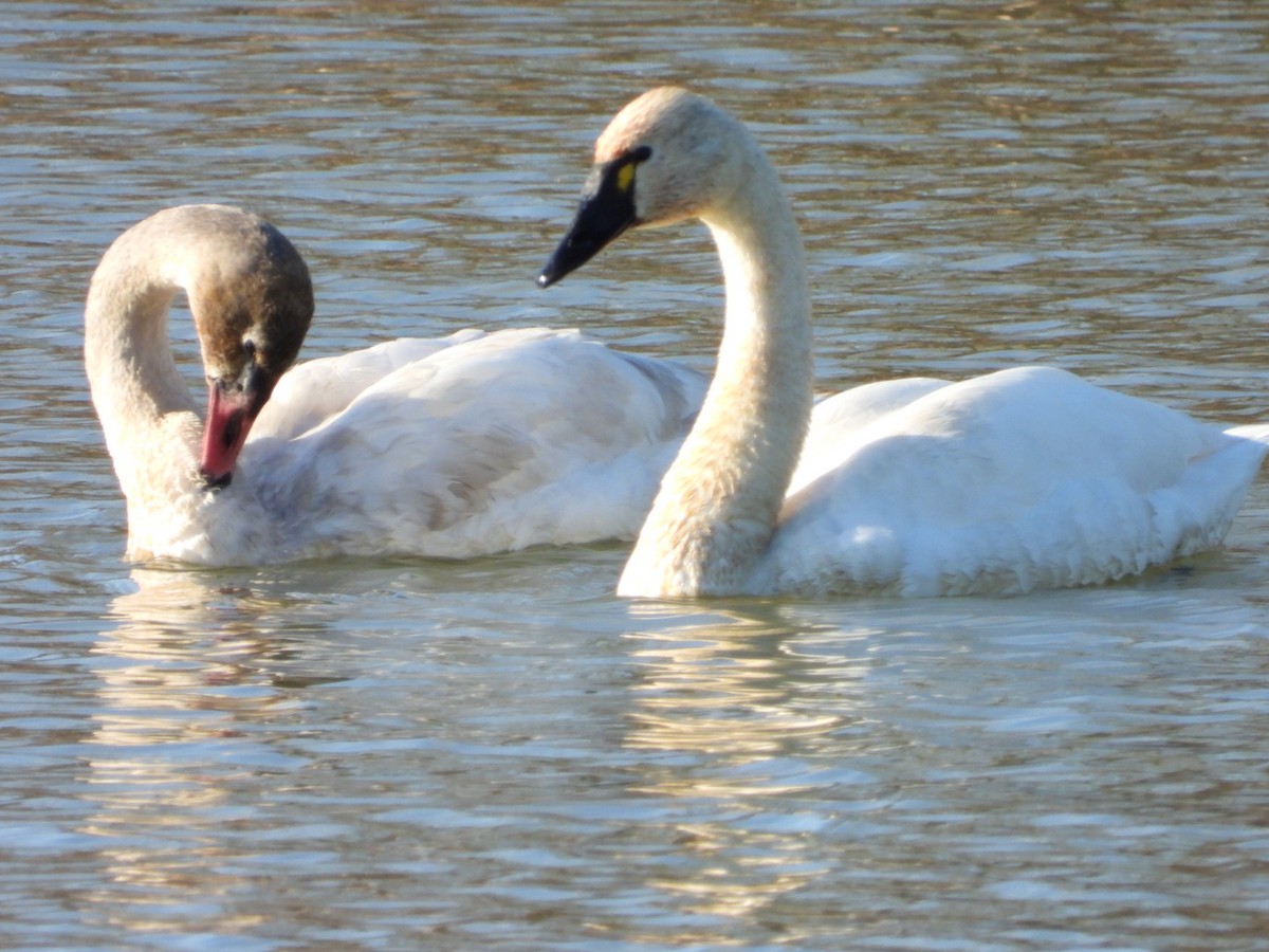 Zwergschwan - ML648020856