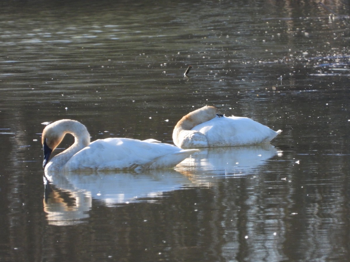 Zwergschwan - ML648020884