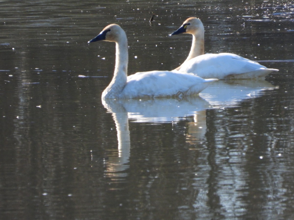 Zwergschwan - ML648020885