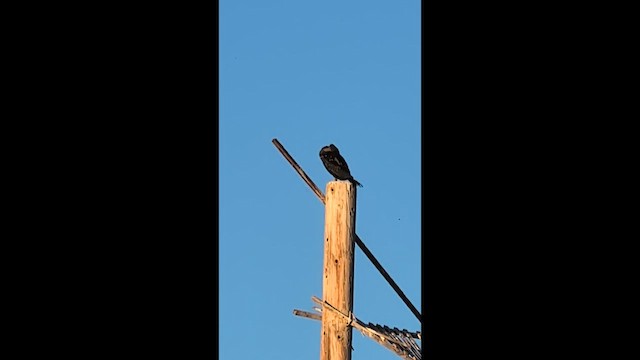 Cormoran à aigrettes - ML648020957